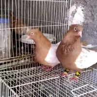 کبوتر گرفتنی صید بار کبوتر|پرنده|نیشابور, کوی یغما|دیوار