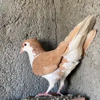 کبوتر ساده زرد کاکلی