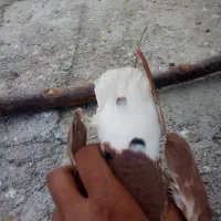 کفتر|پرنده|قائن, |دیوار