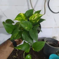 گل و گیاه پتوس|گل و گیاه طبیعی|اهواز, سیصد دستگاه|دیوار