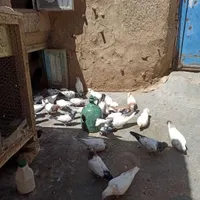 کبوتر|پرنده|کرمانشاه, |دیوار