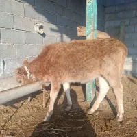 دو عدد گوساله ی محلی|حیوانات مزرعه|بندر ترکمن, |دیوار