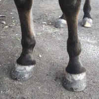 نعل بندی اسب