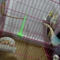 یک جفت عروس هلندی کاملا سالم و مولد|پرنده|بوکان, |دیوار