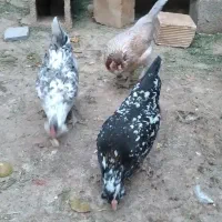 تخم اصیل پرخال|حیوانات مزرعه|خمینیشهر, |دیوار