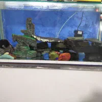 اکواریم و ماهی