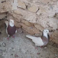 کفترالمانی وطوقی|پرنده|مشهد, جانباز|دیوار