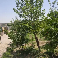 باغ 660متر روستای زواریان|فروش خانه و ویلا|سلفچگان, |دیوار
