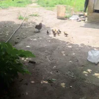 جوجه اردک به همراه مادر