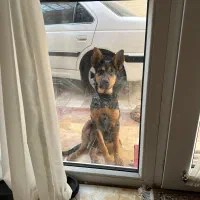 واگذاری سگ|سگ|فردیس, شهرک ناز|دیوار