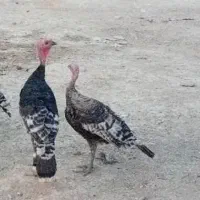 بوقلمون ماده سرحال