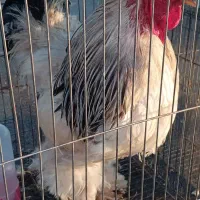 خروس برهما لایت درشت