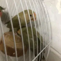 جوجه برزیلی|پرنده|محلات, |دیوار