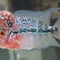 فلاور رد دراگون|ماهی|مشکین‌دشت, |دیوار