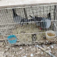 فروش کبوتر نر بزک|پرنده|دزفول, |دیوار