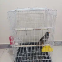 قفس پرنده