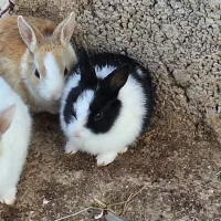 فروش خرگوش|موش و خرگوش|دوگنبدان, |دیوار