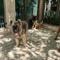 سگ ژرمن روتوایلر سرابی قفقازی الابای گلدن و....