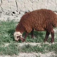 سه راس نر سه راس ماده افشاری