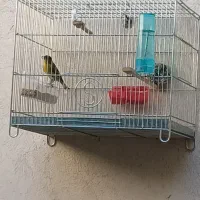 سهره سبز