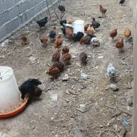 جوجه ۵۰ روزه گلپایگان