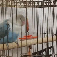 پرنده ما گمشده امروز در محدوده مارلیک مینا شرقی
