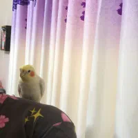 عروس هلندی|پرنده|رشت, یخسازی|دیوار