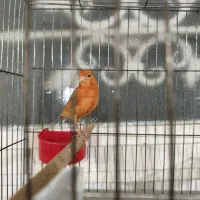 قناری ماده شتری اماده