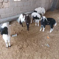 گوسفند با بره