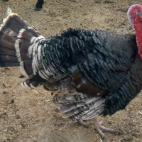 بوقلمو نروماده|حیوانات مزرعه|کاشان, مشکات|دیوار