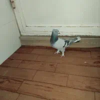 پرنده|پرنده|قم, ولیعصر|دیوار