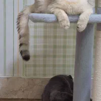 گربه اسکاتیش