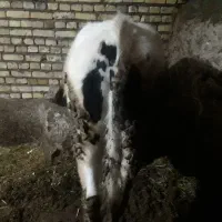 گوساله نر|حیوانات مزرعه|ایجرود, |دیوار