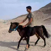 مادیون مخصوص سواری کودکان باشگاه|اسب و تجهیزات اسب‌سواری|شیراز, بالا کفت|دیوار