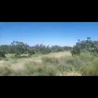 فروش-3حلقه-چاه-عمیق-و80هکتار-باغ-پسته