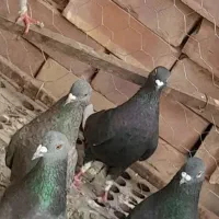 کبوتر بپر