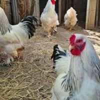 جوجه یک روزه تخم نطفه دار برهما ابریشمی و لهستانی|حیوانات مزرعه|شیراز, حافظیه|دیوار