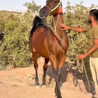 فروش اسب مادیان به قید ضمانت