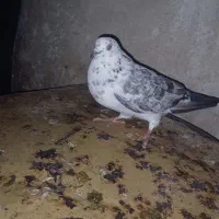 کبوتر|پرنده|ماکو, |دیوار