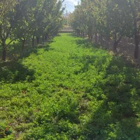 یونجه و سامان