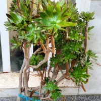 بونسای ائونیوم چندساله وختمی ابلق