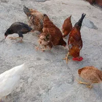 وارگ|پرنده|گیلان غرب, |دیوار