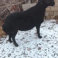 قوچ موسیم فرکامل