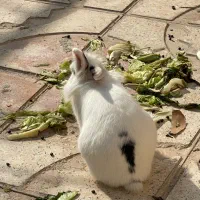 واگذاری خرگوش|موش و خرگوش|شاهین‌شهر, شهرک گلدیس|دیوار