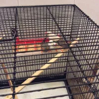 4 عدد فنچ نر با قفس سایز بزرگ|پرنده|تهران, پاسداران|دیوار
