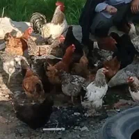 تخم مرغ محلی کاملا ارگانیک