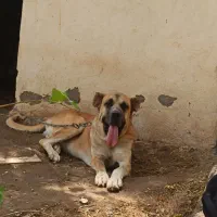 سگ پژدر