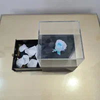 باکس گل رز جاودان و گل رز جاودان|گل و گیاه طبیعی|تهران, ائمه اطهار|دیوار