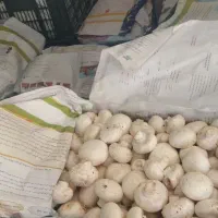 قارچ عمده|خوردنی و آشامیدنی|اردکان, |دیوار