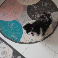 سگ میکس سگ پامر و شیتزو|سگ|پرند, فاز ۶|دیوار